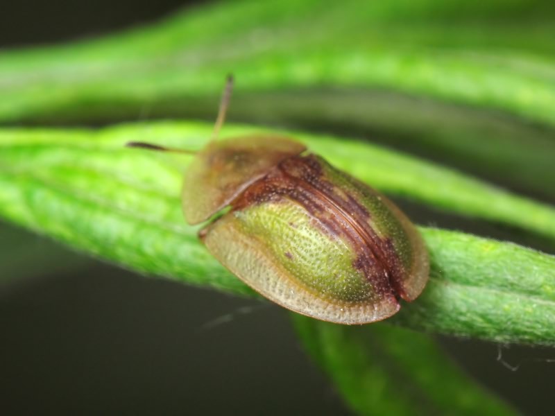 Cassida (Cassida) vibex Linnaeus, 1767